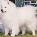 Amerikansk Eskimo hund
