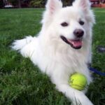 Amerikansk Eskimo hund