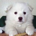 Amerikansk Eskimo hund