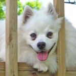 Amerikansk Eskimo hund