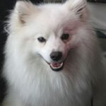 Amerikansk Eskimo hund