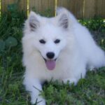 Amerikansk Eskimo hund