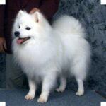 Amerikansk Eskimo hund