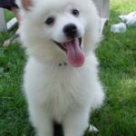 Amerikansk Eskimo hund