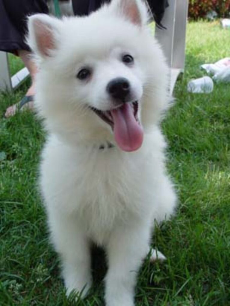 Amerikansk Eskimo hund