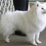 Amerikansk Eskimo hund