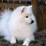 Amerikansk Eskimo hund