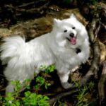 Amerikansk Eskimo hund