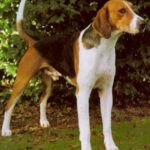 Amerikansk Foxhound
