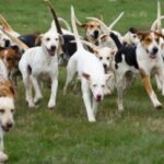 Amerikansk Foxhound