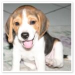 Amerikansk Foxhound