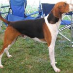 Amerikansk Foxhound