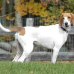 Amerikansk Foxhound