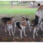 Amerikansk Foxhound