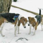 Amerikansk Foxhound