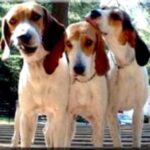 Amerikansk Foxhound