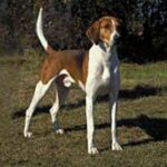 Amerikansk Foxhound