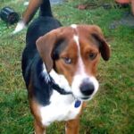 Amerikansk Foxhound