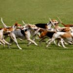 Amerikansk Foxhound