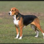 Amerikansk Foxhound