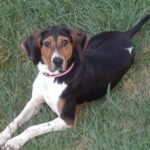 Amerikansk Foxhound