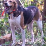 Amerikansk Foxhound