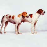 Amerikansk Foxhound