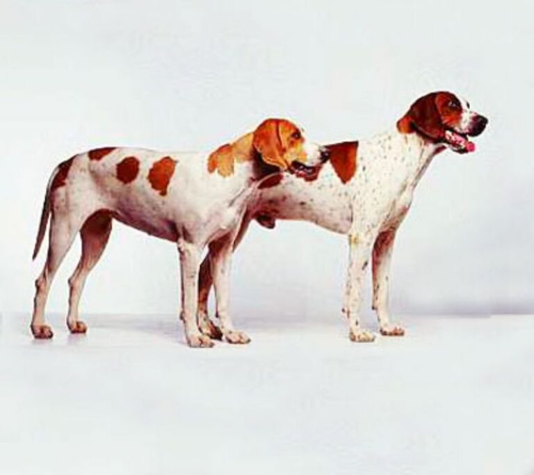 Amerikansk Foxhound