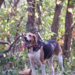 Amerikansk Foxhound