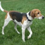 Amerikansk Foxhound