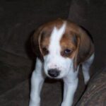 Amerikansk Foxhound