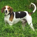 Amerikansk Foxhound