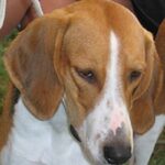 Amerikansk Foxhound