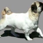 Amerikansk Lo-Sze Pugg