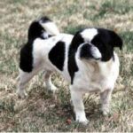 Amerikansk Lo-Sze Pugg