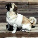 Amerikansk Lo-Sze Pugg