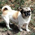 Amerikansk Lo-Sze Pugg