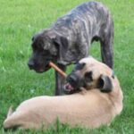 Amerikansk mastiff