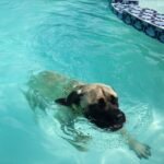 Amerikansk mastiff
