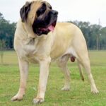 Amerikansk mastiff