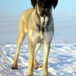 Amerikansk mastiff
