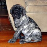 Amerikansk mastiff