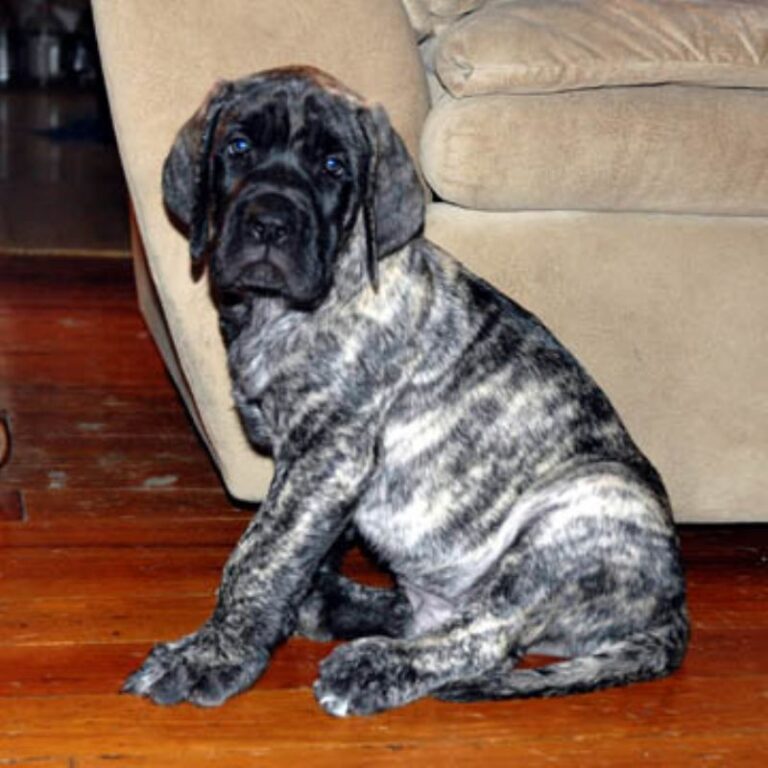 Amerikansk mastiff