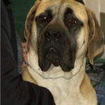 Amerikansk mastiff