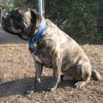 Amerikansk mastiff