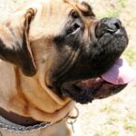 Amerikansk mastiff