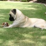 Amerikansk mastiff