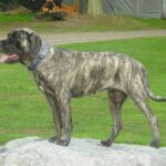 Amerikansk mastiff