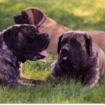 Amerikansk mastiff