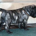 Amerikansk mastiff